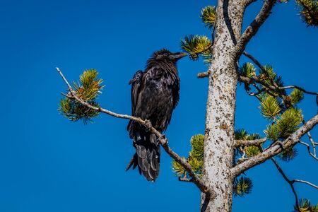Black raven perching on tree branch, in Yellowstone National Park.の写真素材