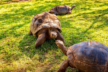 One GalÃ¡pagos tortoise scare off the other tortoiseの写真素材