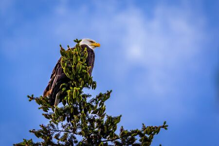 Bald Eagle perching at tree topの写真素材