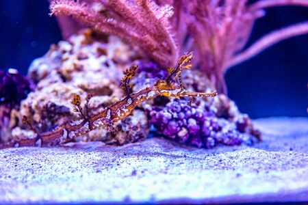 A Ribboned Pipehorse, Haliichthys taeniophorus, in an aquariumの写真素材