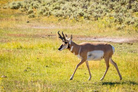 Pronghorn Antelope (Antilocapra americana) in Yellowstone National Park, Wyoming, USAの写真素材