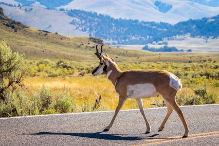 Pronghorn Antelope (Antilocapra americana) in Yellowstone National Park, Wyoming, USAの写真素材
