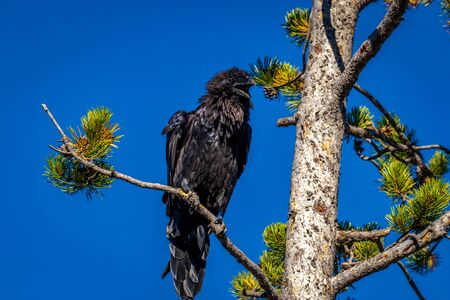 Black raven perching on tree branch, in Yellowstone National Park.の写真素材