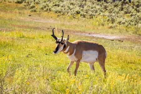 Pronghorn Antelope (Antilocapra americana) in Yellowstone National Park, Wyoming, USAの写真素材