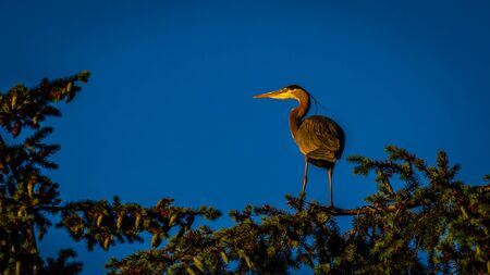 Great Blue Heron perching at tree topの写真素材