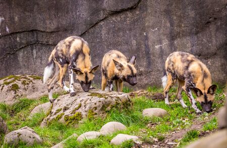 African painted dog play around in Oregon zooの写真素材