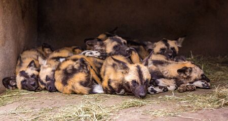 A group of African painted dogs gather together resting in a caveの写真素材