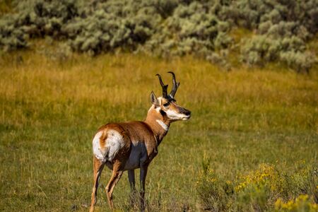 Pronghorn Antelope (Antilocapra americana) in Yellowstone National Park, Wyoming, USAの写真素材
