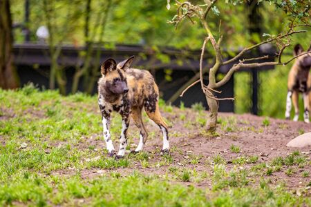 African painted dog play around in Oregon zooの写真素材