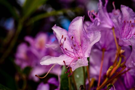 Beautiful rhododendron flower head, close up with wide depth of fieldの写真素材