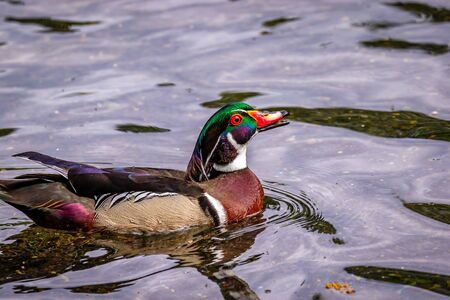 Male wood duck in water, with distinctive multicolored iridescent plumage and red eyesの写真素材