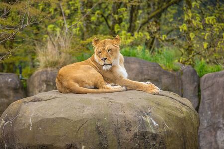 Female lion lying on rock, restingの写真素材