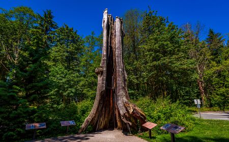 The Hollow Tree in Stanley Park is arguably the most famous tourist attraction in Vancouverの写真素材