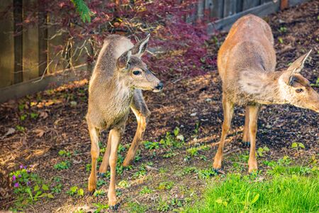 Wild mule deer strides in suburban backyard.の写真素材