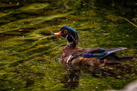 Male wood duck in water, with distinctive multicolored iridescent plumage and red eyesの写真素材