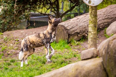 African painted dog play around in Oregon zooの写真素材