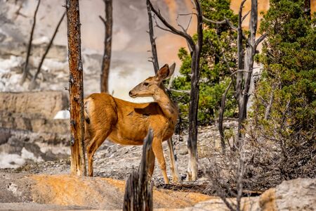 Mule deer in Mammoth Terraces, Yellowstone National Parkの写真素材