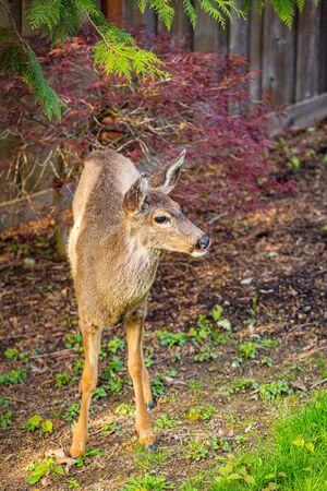 Wild mule deer strides in suburban backyard.の写真素材