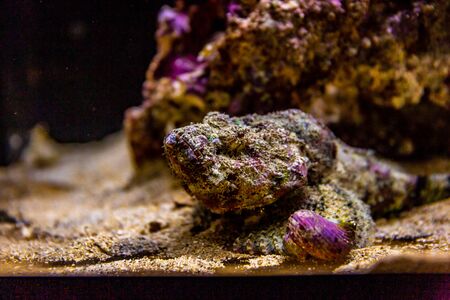 Devil Scorpionfish, or the false stonefish, is almost indistinguishable from the coral reef it hides amongの写真素材