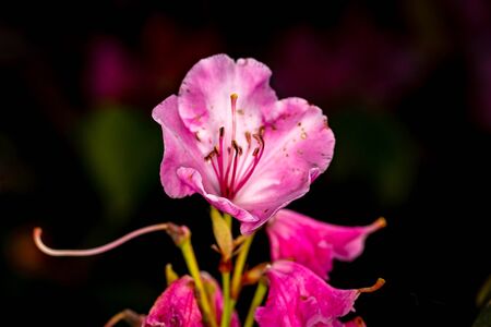 Beautiful rhododendron flower head, close up with wide depth of fieldの写真素材