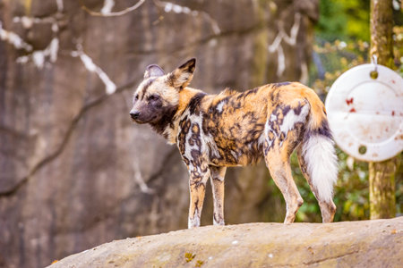 African painted dog play around in Oregon zoo