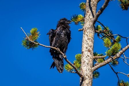 Black raven perching on tree branch, in Yellowstone National Park.の写真素材