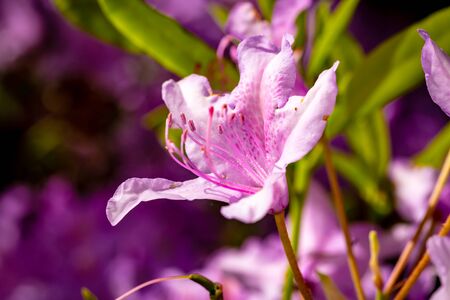 Beautiful rhododendron flower head, close up with wide depth of fieldの写真素材