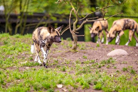 African painted dog play around in Oregon zooの写真素材