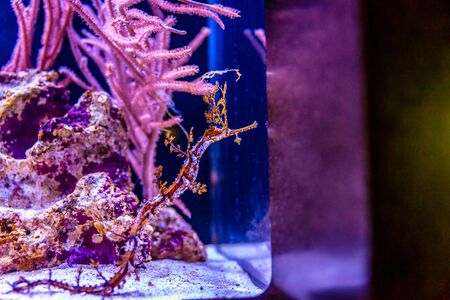 A Ribboned Pipehorse, Haliichthys taeniophorus, in an aquariumの写真素材