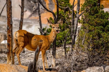 Mule deer in Mammoth Terraces, Yellowstone National Parkの写真素材