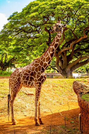 Giraffe Standing under the treeの写真素材