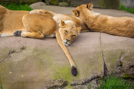 Female lion lying on rock, restingの写真素材