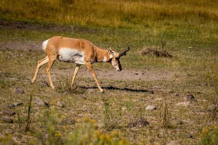 Pronghorn Antelope (Antilocapra americana) in Yellowstone National Park, Wyoming, USAの写真素材