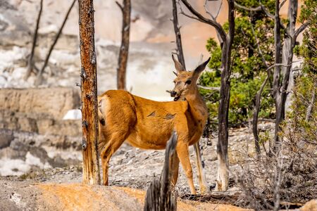 Mule deer in Mammoth Terraces, Yellowstone National Parkの写真素材