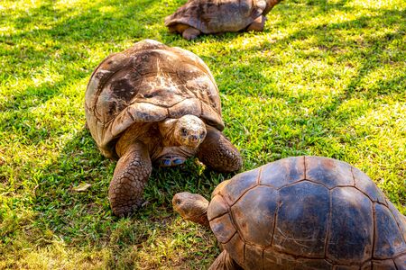 One GalÃ¡pagos tortoise scare off the other tortoiseの写真素材