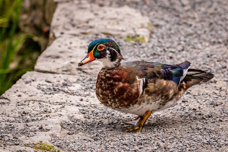 Male wood duck walks on dry landの写真素材