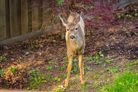 Wild mule deer strides in suburban backyard.の写真素材