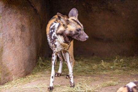 African painted dog play around in Oregon zooの写真素材