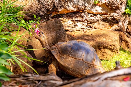 GalÃ¡pagos tortoise trying to eat a flowerの写真素材