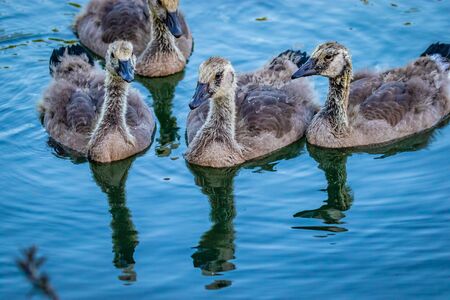 A group of young grey Canada geese swiming in lakeの写真素材