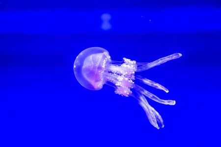 Spotted Jelly, or lagoono jelly, swim and float in blue water background, in aquariumの写真素材