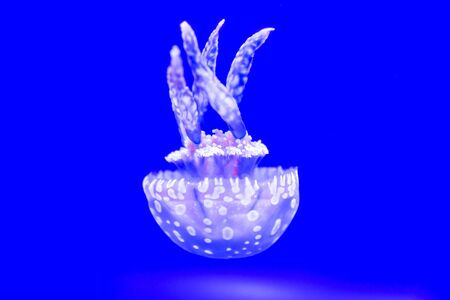 Spotted Jelly, or lagoono jelly, swim and float in blue water background, in aquariumの写真素材