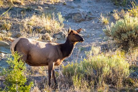 Wild Elk roaming and grazing in Yellowstone National Parkの写真素材