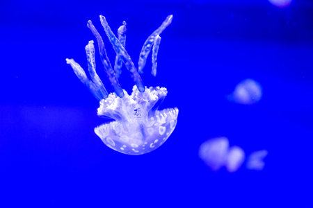 Spotted Jelly, or lagoono jelly, swim and float in blue water background, in aquarium