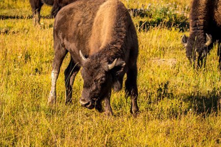 Wild Bison at Yellowstone National Park
