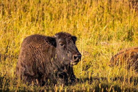 WIld bison calf resting at Yellowstone National Parkの写真素材