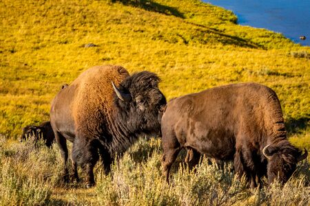 Wild Bison at Yellowstone National Parkの写真素材