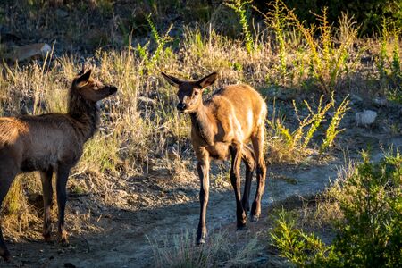 Wild Elks roaming and grazing in Yellowstone National Parkの写真素材