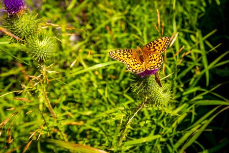 Yellow butterfly perch on wild flowerの写真素材