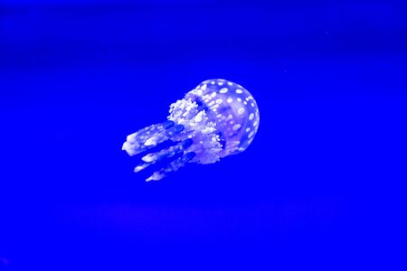 Spotted Jelly, or lagoono jelly, swim and float in blue water background, in aquariumの写真素材